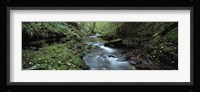 River flowing through a forest, River Lyd, Lydford Gorge, Dartmoor, Devon, England Fine Art Print