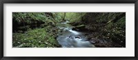 River flowing through a forest, River Lyd, Lydford Gorge, Dartmoor, Devon, England Fine Art Print