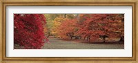 Autumn trees in Westonbirt Arboretum, Gloucestershire, England Fine Art Print