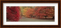 Autumn trees in Westonbirt Arboretum, Gloucestershire, England Fine Art Print