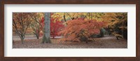 Fall trees and leaves, Gloucestershire, England Fine Art Print