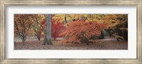 Fall trees and leaves, Gloucestershire, England Fine Art Print