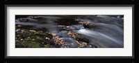 Close-up of Dart River and fallen leaves, Dartmoor, Devon, England Fine Art Print