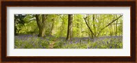 Trees in a forest, Thursford Wood, Norfolk, England Fine Art Print