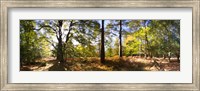 Trees in autumn at sunset, New Forest, Hampshire, England Fine Art Print