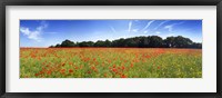 Poppies in a field, Norfolk, England Fine Art Print