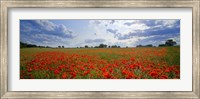 Close Up of Red Poppies in a field, Norfolk, England Fine Art Print