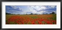 Close Up of Red Poppies in a field, Norfolk, England Fine Art Print
