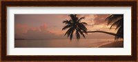 Silhouette of palm trees on the beach at sunrise, Fihalhohi Island, Maldives Fine Art Print