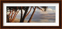 Palm trees on the beach at sunset, Rarotonga, Cook Islands Fine Art Print