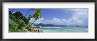 Palm trees on the beach, Anse Severe, La Digue Island, Praslin Island, Seychelles Fine Art Print