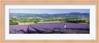 Woman in a field of lavender near Villars in Provence, France Fine Art Print