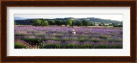 Woman walking with basket through a field of lavender in Provence, France Fine Art Print