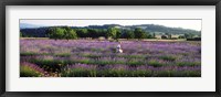 Woman walking with basket through a field of lavender in Provence, France Fine Art Print