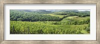 Vineyards in Chianti Region, Tuscany, Italy Fine Art Print