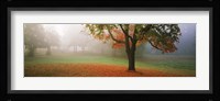 Trees in a park, Djurgarden, Stockholm, Sweden Fine Art Print
