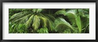 Palm fronds and green vegetation, Seychelles Fine Art Print