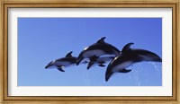 Four Bottle-nosed dolphins (Tursiops truncatus) in flight Fine Art Print