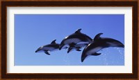 Four Bottle-nosed dolphins (Tursiops truncatus) in flight Fine Art Print