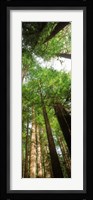 Coast Redwood (Sequoia sempivirens) trees in a forest, California, USA Fine Art Print