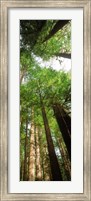 Coast Redwood (Sequoia sempivirens) trees in a forest, California, USA Fine Art Print