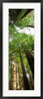 Coast Redwood (Sequoia sempivirens) trees in a forest, California, USA Framed Print