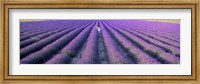 Fields of lavender, Provence-Alpes-Cote d'Azur, France Fine Art Print