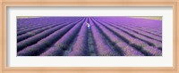 Fields of lavender, Provence-Alpes-Cote d'Azur, France Fine Art Print