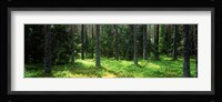 Pine forest, Uppland, Sweden Fine Art Print