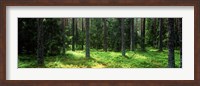 Pine forest, Uppland, Sweden Fine Art Print
