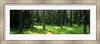 Pine forest, Uppland, Sweden Fine Art Print