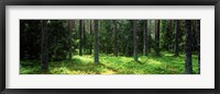 Pine forest, Uppland, Sweden Fine Art Print