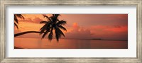 Silhouette of palm tree on the beach at sunrise, Fihalhohi Island, Maldives Fine Art Print