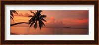 Silhouette of palm tree on the beach at sunrise, Fihalhohi Island, Maldives Fine Art Print