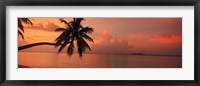Silhouette of palm tree on the beach at sunrise, Fihalhohi Island, Maldives Fine Art Print