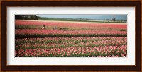 Mother and daughters in field of red tulips, Alkmaar, Netherlands Fine Art Print