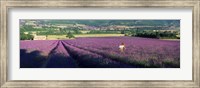 Woman walking through fields of lavender, Provence-Alpes-Cote d'Azur, France Fine Art Print