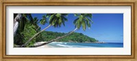 Palm trees on the beach, Anse Severe, La Digue Island, Seychelles Fine Art Print