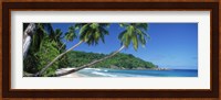 Palm trees on the beach, Anse Severe, La Digue Island, Seychelles Fine Art Print