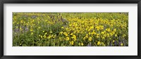 Wildflowers in a field, Crested Butte, Gunnison County, Colorado, USA Fine Art Print