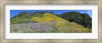 Sunflowers and larkspur wildflowers on hillside, Colorado, USA Fine Art Print