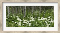Yarrow and aspen trees along Gothic Road, Mount Crested Butte, Gunnison County, Colorado, USA Fine Art Print