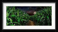 Dark corn field Fine Art Print