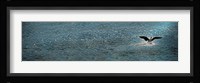 Bird taking off over water Fine Art Print