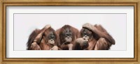 Close-up of three orangutans Fine Art Print