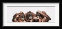 Close-up of three orangutans Fine Art Print