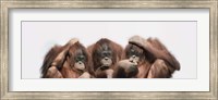 Close-up of three orangutans Fine Art Print