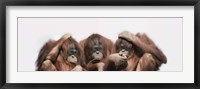 Close-up of three orangutans Fine Art Print