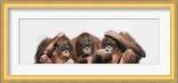 Close-up of three orangutans Fine Art Print