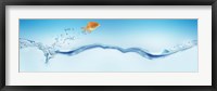 Goldfish jumping out of water Fine Art Print